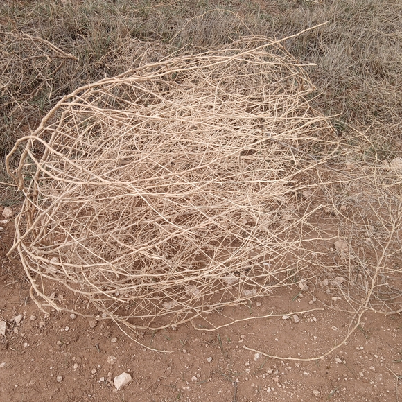 Natural Tumbleweed Decor Land of Enchantment Llano estacado tumbleweeds. - Picture 1 of 5